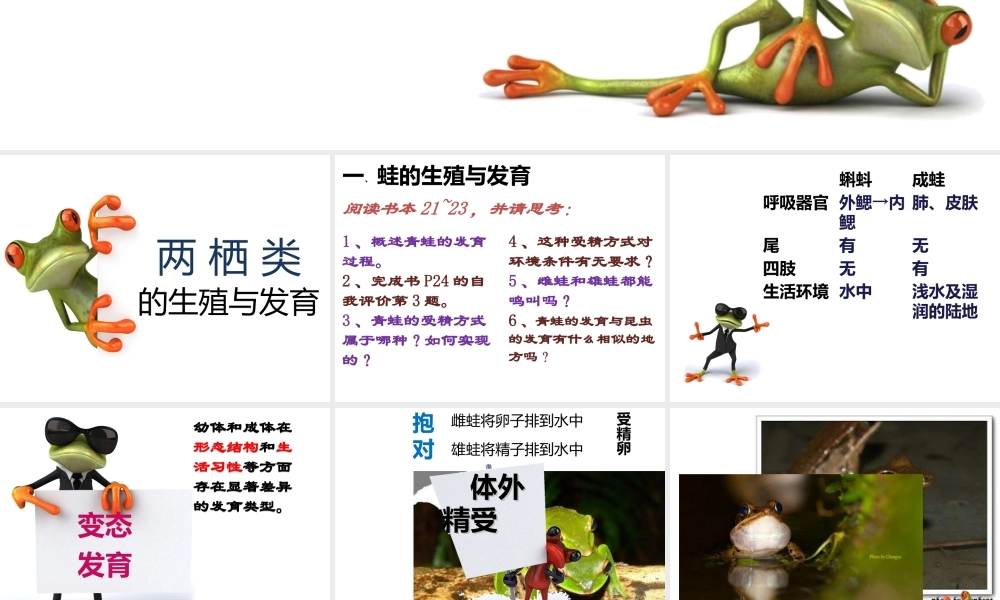 八年级生物下册 第八单元 第21章 第四节 两栖类的生殖与发育课件 （新版）苏教版