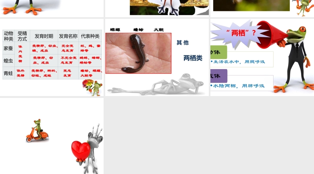 八年级生物下册 第八单元 第21章 第四节 两栖类的生殖与发育课件 （新版）苏教版
