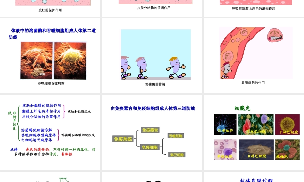 八年级生物下册 25.3 免疫课件 （新版）苏教版-人教版初中八年级全册生物课件