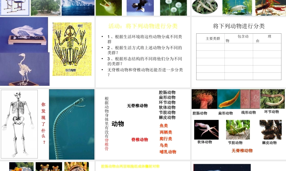 八年级生物下册 22.4 动物的主要类群课件 北师大版