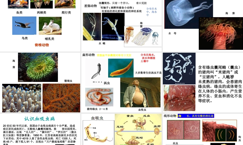 八年级生物下册 22.4 动物的主要类群课件 北师大版