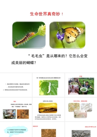 八年级生物下册 7.1.2 昆虫的生殖和发育课件（2）（新版）新人教版-（新版）新人教级下册生物课件