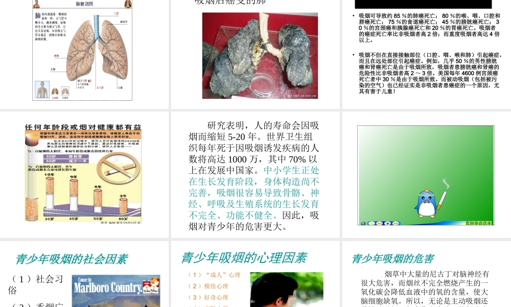 八年级生物下册 26.1 远离烟酒课件 （新版）苏教版-（新版）苏教版初中八年级下册生物课件