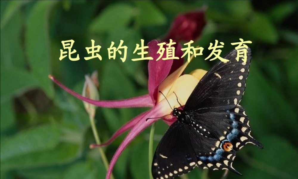 八年级生物下册 7.1.2 昆虫的生殖和发育课件（3）（新版）新人教版-（新版）新人教版初中八年级下册生物课件