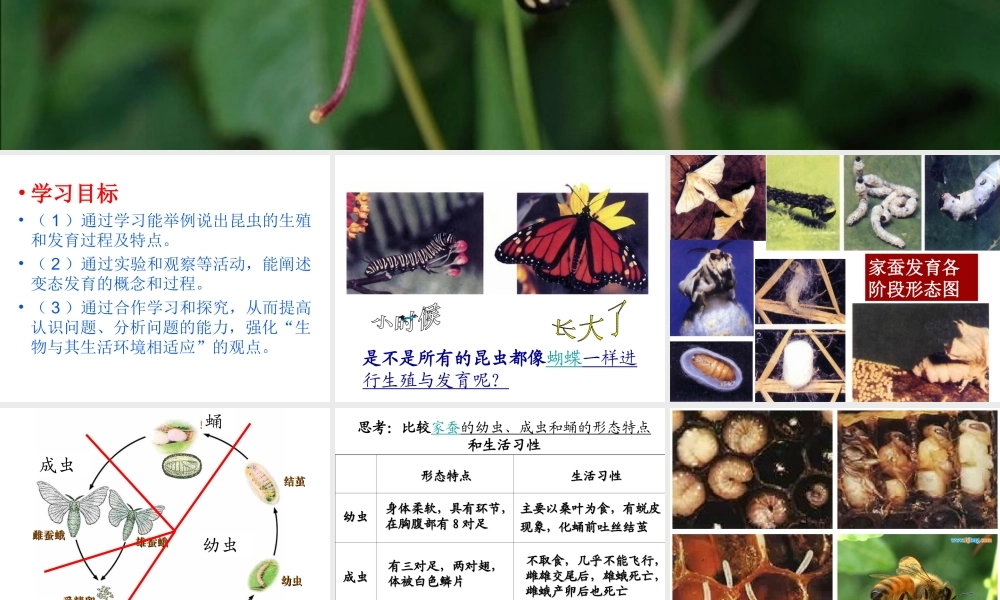 八年级生物下册 7.1.2 昆虫的生殖和发育课件（3）（新版）新人教版-（新版）新人教版初中八年级下册生物课件