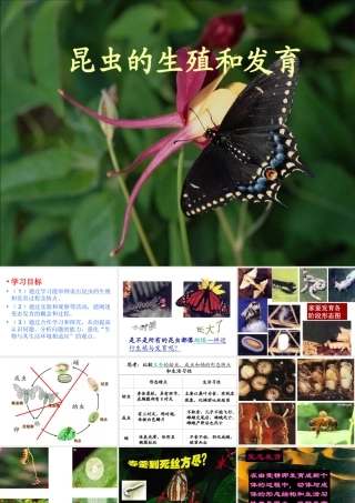 八年级生物下册 7.1.2 昆虫的生殖和发育课件（3）（新版）新人教版-（新版）新人教版初中八年级下册生物课件