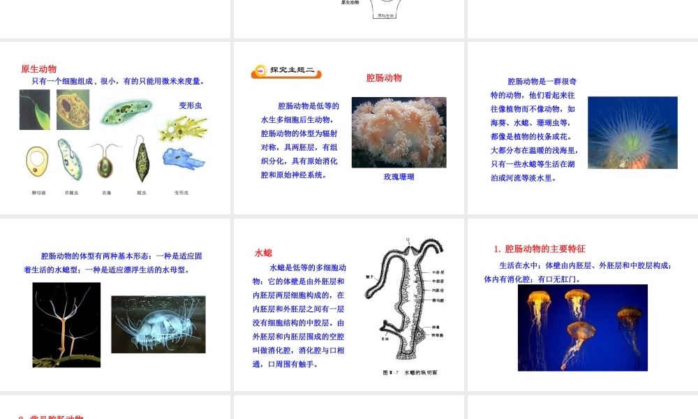 八年级生物下册 22.4 动物的主要类群课件 北师大版-北师大级下册生物课件