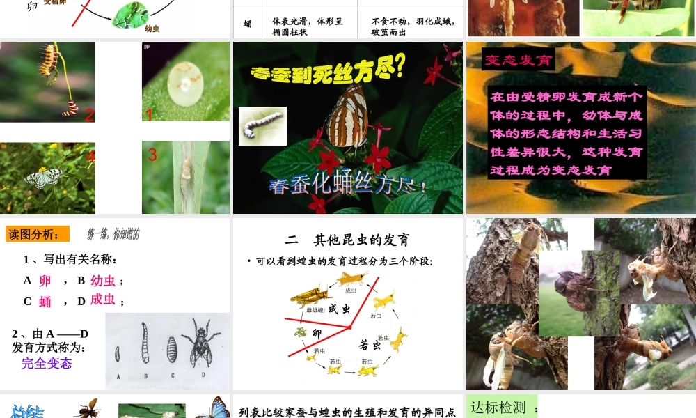 八年级生物下册 7.1.2 昆虫的生殖和发育课件（3）（新版）新人教版-（新版）新人教级下册生物课件