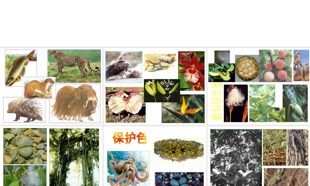 八年级生物下册 7.1.2 生物对环境的适应和影响课件 冀教版-冀教版初中八年级下册生物课件