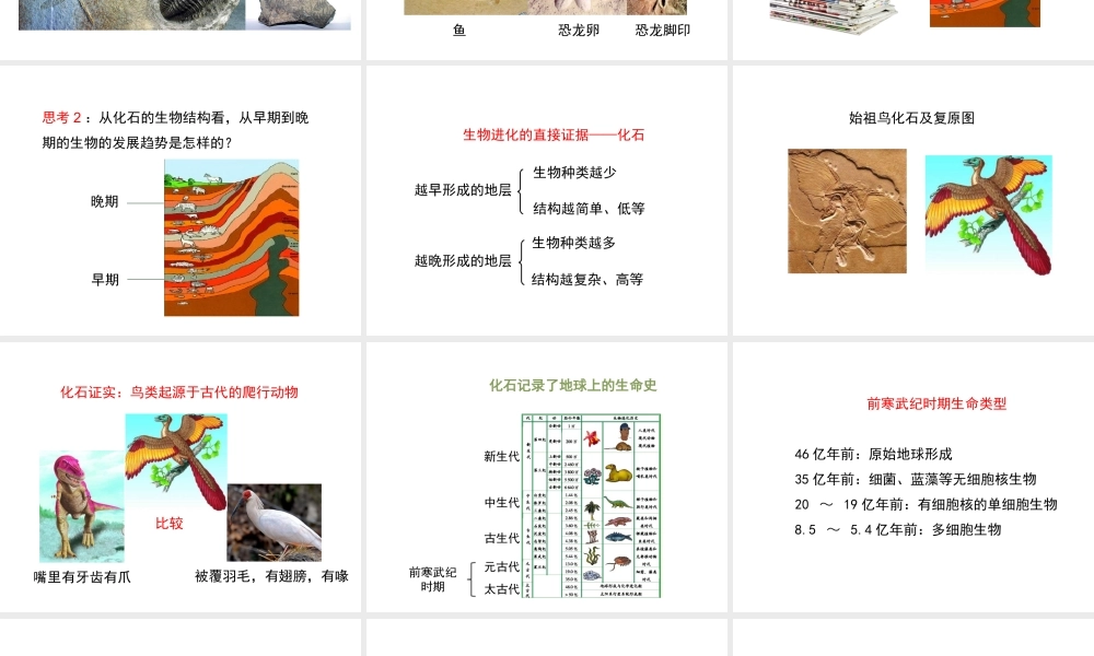 八年级生物下册 7.21.2《生物的进化》（第1课时）课件 北师大版-北师大级下册生物课件