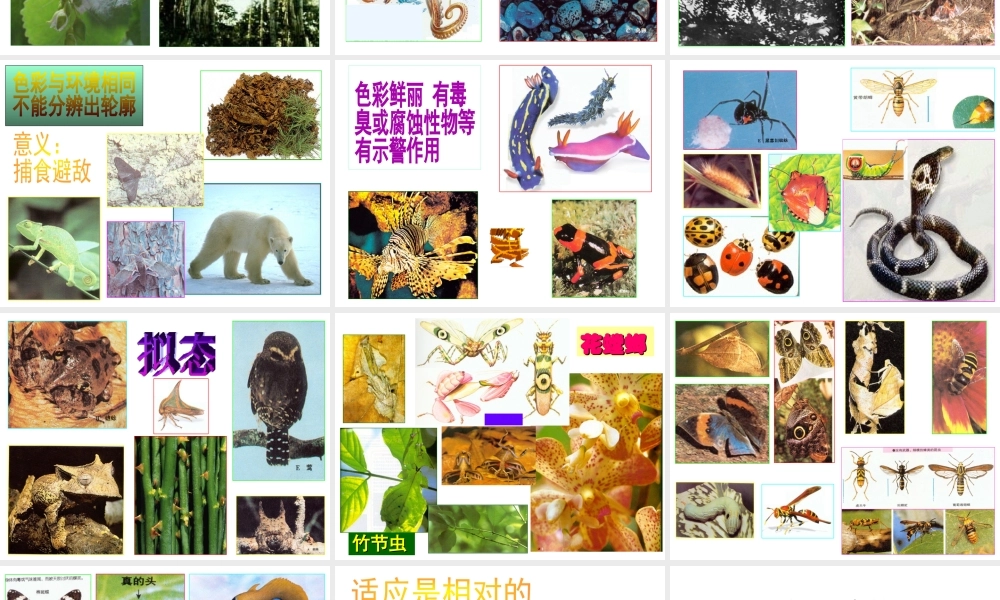 八年级生物下册 7.1.2 生物对环境的适应和影响课件 冀教版-冀教级下册生物课件