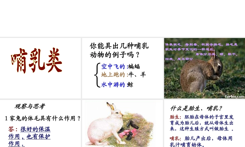 八年级生物下册 22.4《动物的主要类群》课件1 （新版）北师大版-（新版）北师大级下册生物课件