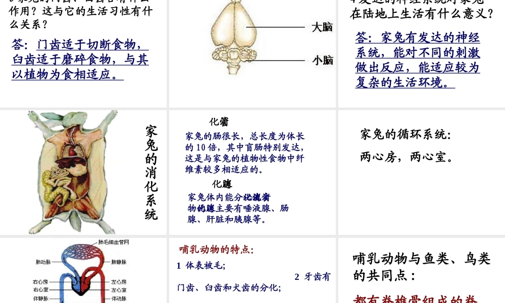八年级生物下册 22.4《动物的主要类群》课件1 （新版）北师大版-（新版）北师大级下册生物课件