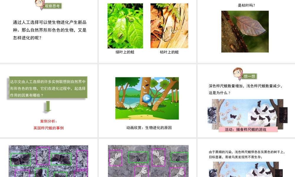 八年级生物下册 7.21.2《生物的进化》（第2课时）课件 北师大版-北师大级下册生物课件