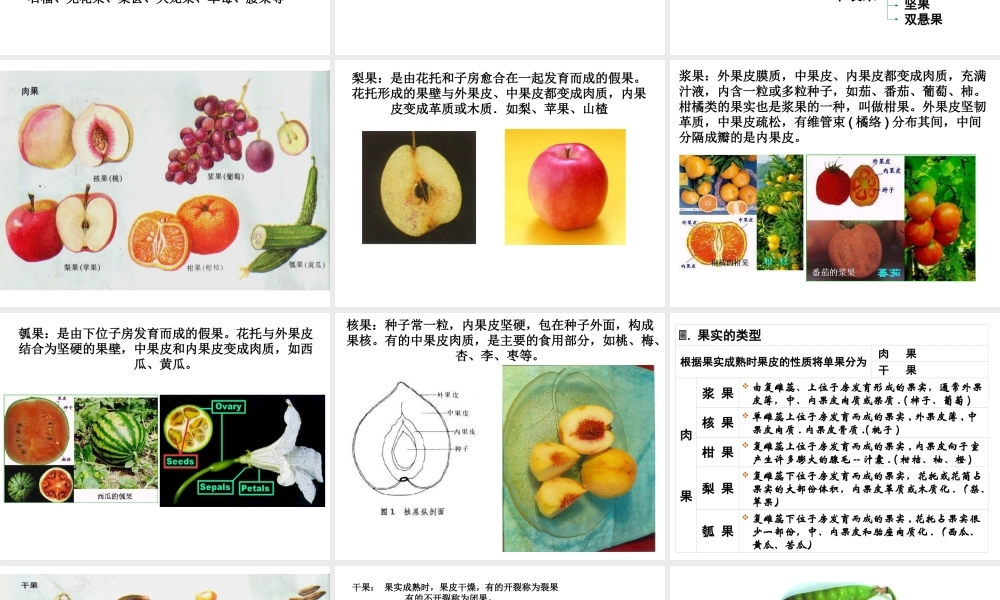 八年级生物下册 第4章 生物的类群 4.1 植物-果实的结构与类型课件 沪教版-沪教级下册生物课件
