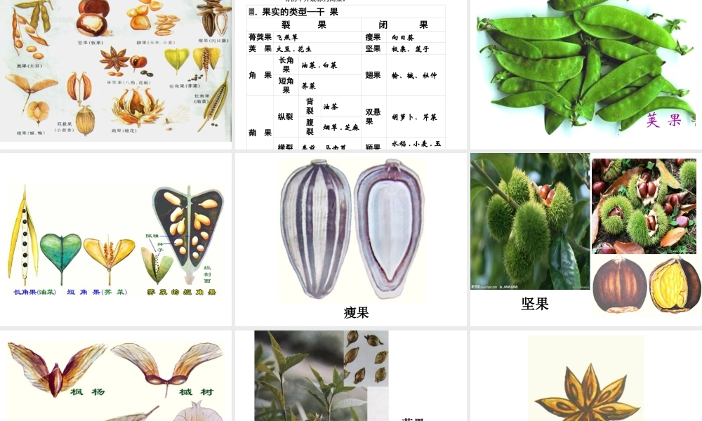 八年级生物下册 第4章 生物的类群 4.1 植物-果实的结构与类型课件 沪教版-沪教级下册生物课件