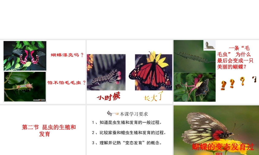 八年级生物下册 7.1.2《昆虫的生殖和发育》课件 新人教版