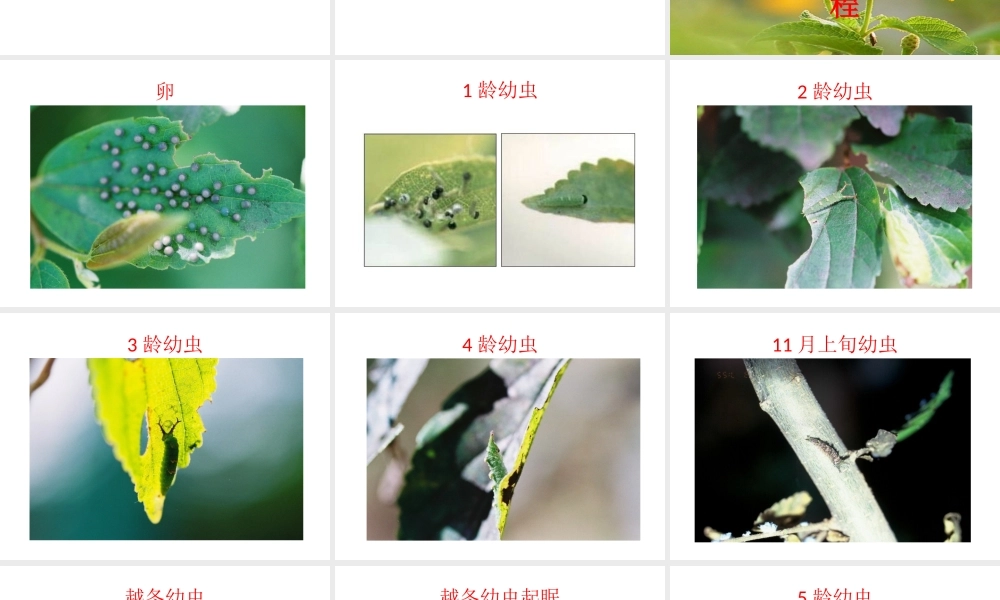 八年级生物下册 7.1.2《昆虫的生殖和发育》课件 新人教版