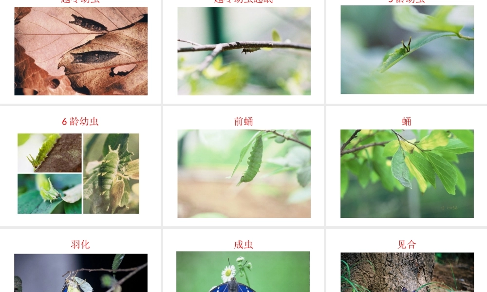 八年级生物下册 7.1.2《昆虫的生殖和发育》课件 新人教版