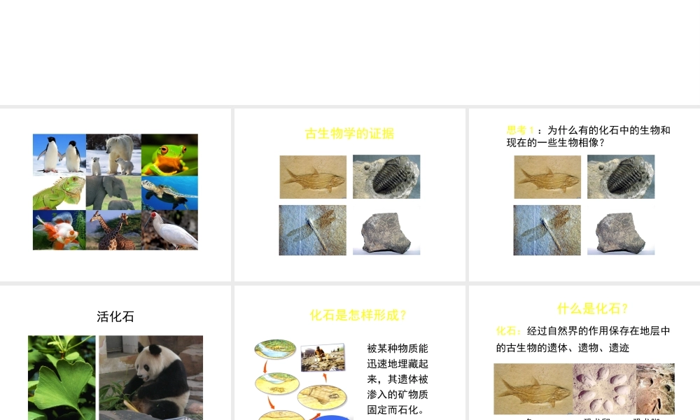 八年级生物下册 第21章 第2节 生物的进化（第1课时）课件 北师大版-北师大版初中八年级下册生物课件