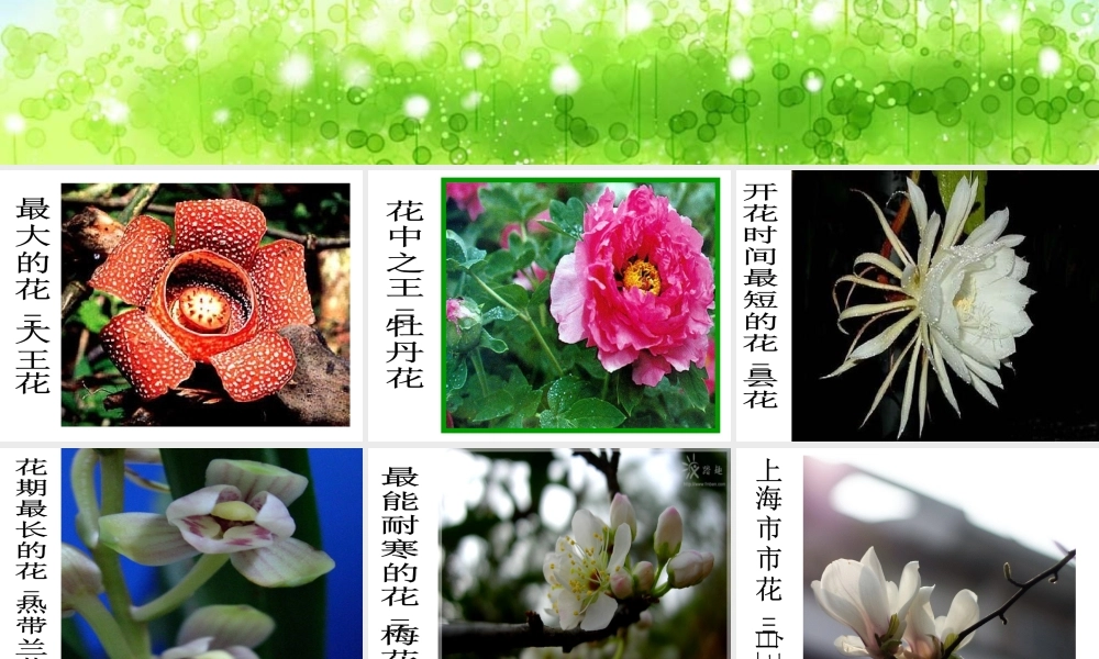 八年级生物下册 第4章 生物的类群 4.1 植物-解剖并观察花和果实的结构（实验）课件 沪教版-沪教级下册生物课件