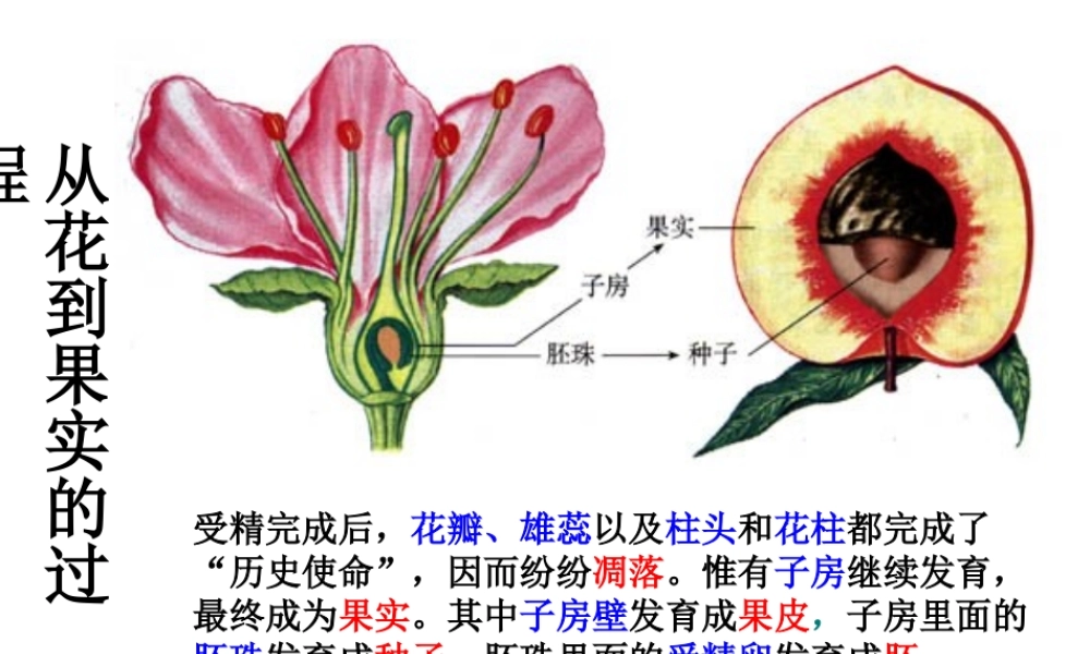 八年级生物下册 第4章 生物的类群 4.1 植物—果实的结构与类型课件 沪教版-沪教版初中八年级下册生物课件