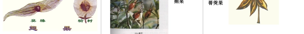 八年级生物下册 第4章 生物的类群 4.1 植物—果实的结构与类型课件 沪教版-沪教版初中八年级下册生物课件