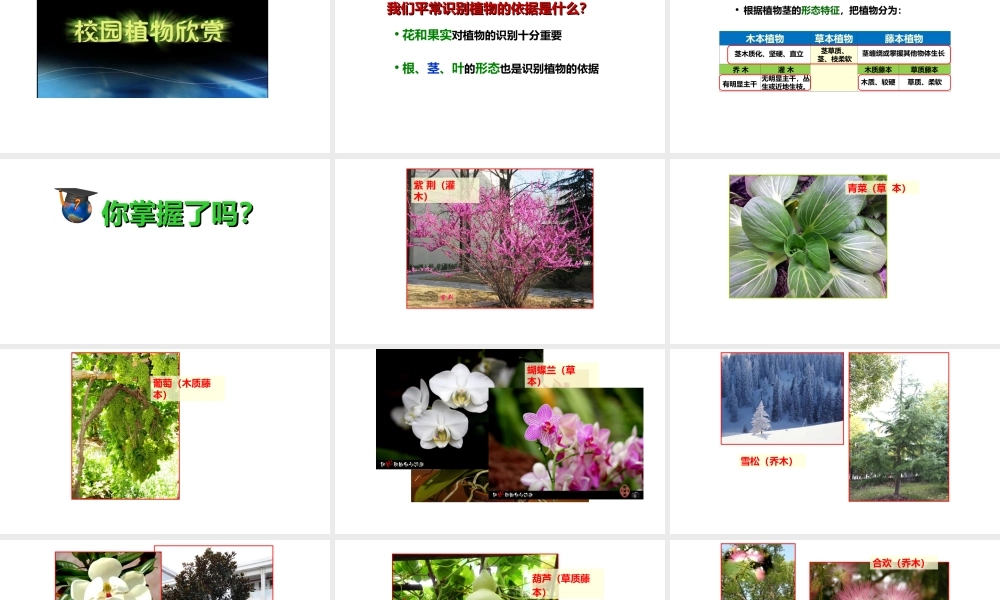 八年级生物下册 第4章 生物的类群 4.1 植物-我们身边的植物课件 沪教版-沪教级下册生物课件