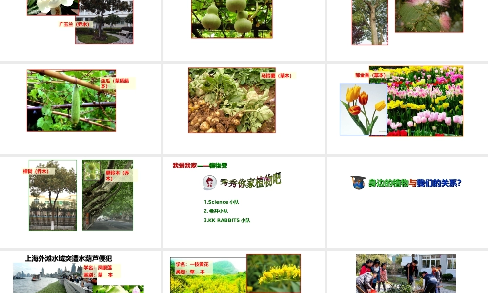 八年级生物下册 第4章 生物的类群 4.1 植物-我们身边的植物课件 沪教版-沪教级下册生物课件