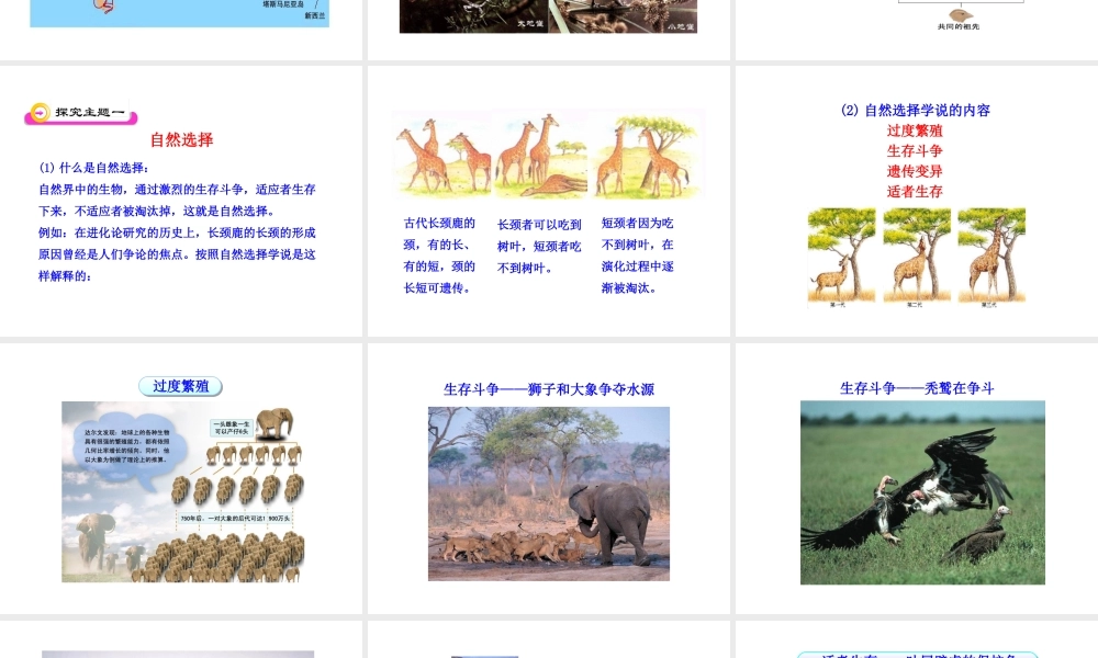 八年级生物下册 第21章 第2节 生物的进化（第2课时）课件 北师大版