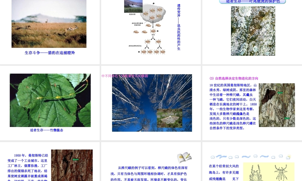 八年级生物下册 第21章 第2节 生物的进化（第2课时）课件 北师大版