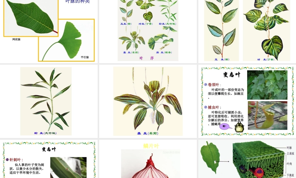 八年级生物下册 第4章 生物的类群 4.1 植物—叶的结构与功能课件 沪教版-沪教版初中八年级下册生物课件
