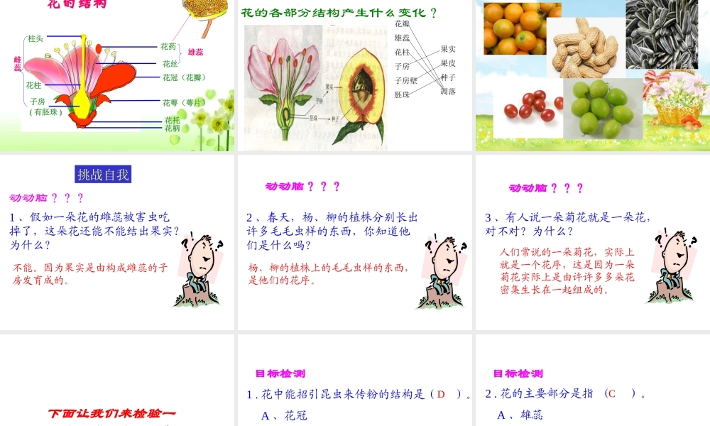 八年级生物下册 第4章 生物的类群 4.1 植物—解剖并观察花和果实的结构（实验）课件 沪教版-沪教版初中八年级下册生物课件