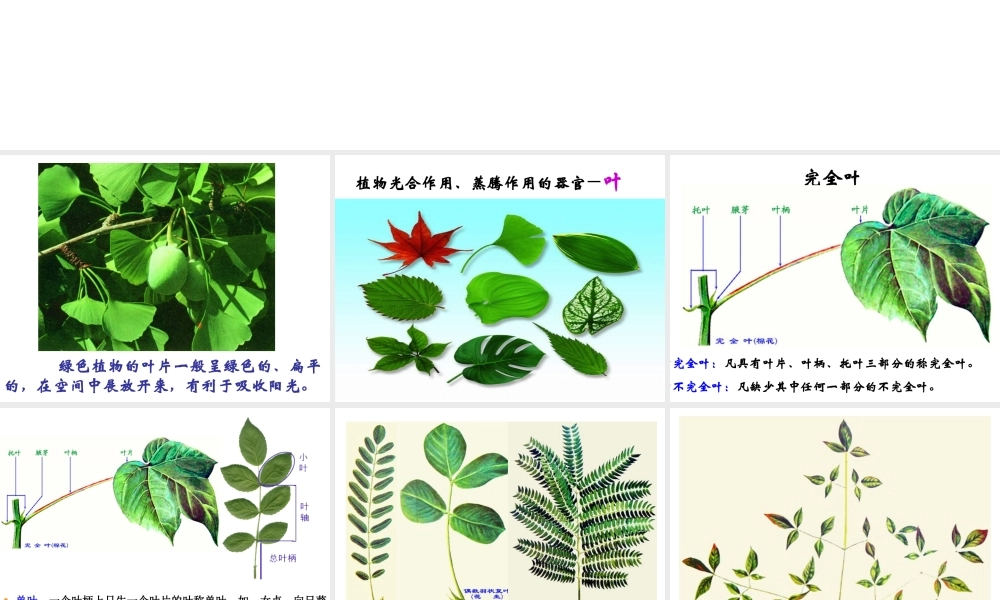 八年级生物下册 第4章 生物的类群 4.1 植物-叶的结构与功能课件 沪教版-沪教级下册生物课件