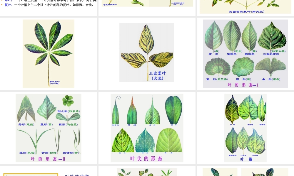 八年级生物下册 第4章 生物的类群 4.1 植物-叶的结构与功能课件 沪教版-沪教级下册生物课件