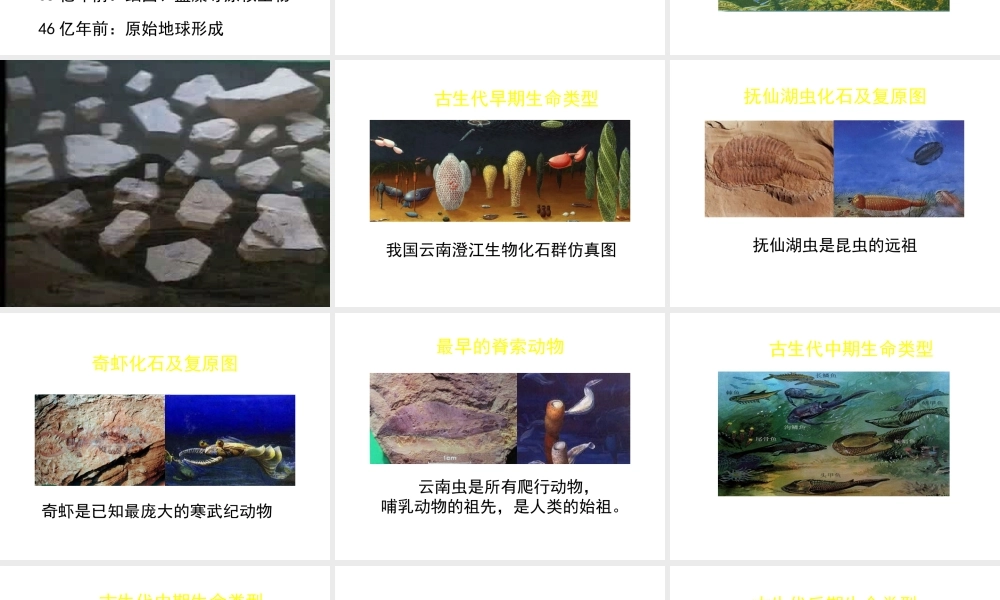 八年级生物下册 第21章 第2节 生物的进化（第2课时）课件 北师大版-北师大级下册生物课件