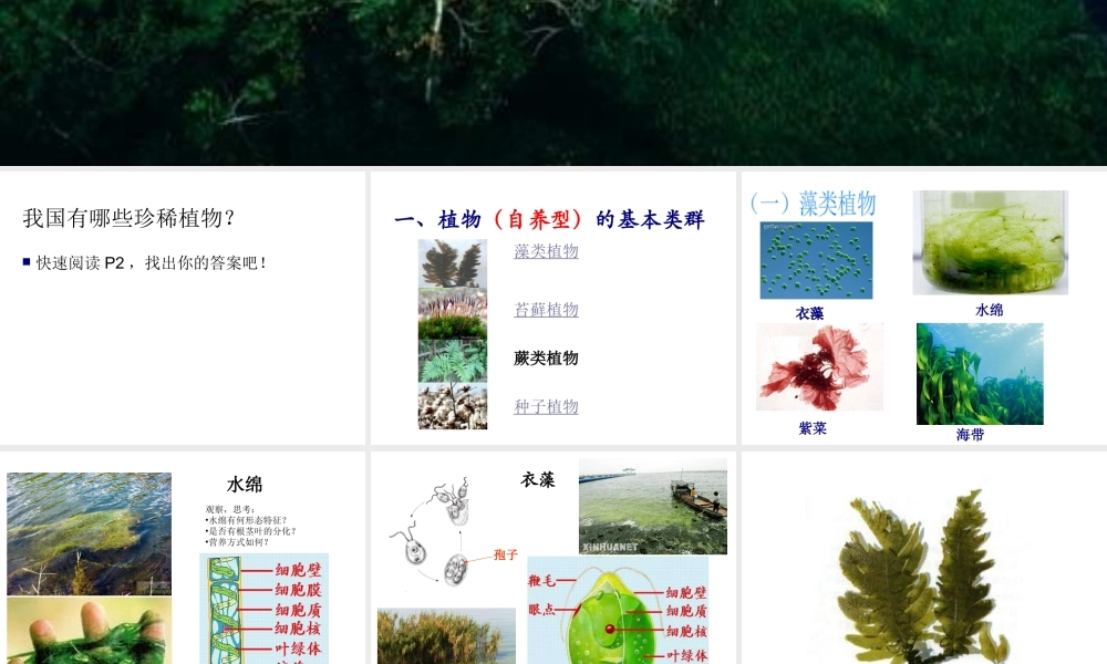 八年级生物下册 第4章 生物的类群 4.1 植物-植物的基本类群课件 沪教版-沪教级下册生物课件
