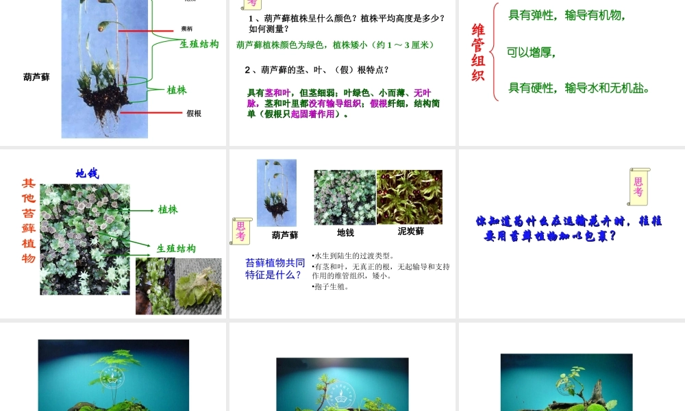 八年级生物下册 第4章 生物的类群 4.1 植物-植物的基本类群课件 沪教版-沪教级下册生物课件