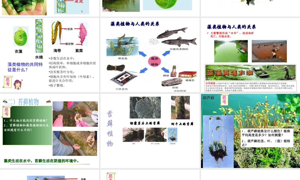 八年级生物下册 第4章 生物的类群 4.1 植物—植物的基本类群课件 沪教版-沪教版初中八年级下册生物课件