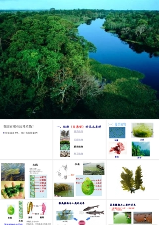 八年级生物下册 第4章 生物的类群 4.1 植物—植物的基本类群课件 沪教版-沪教版初中八年级下册生物课件