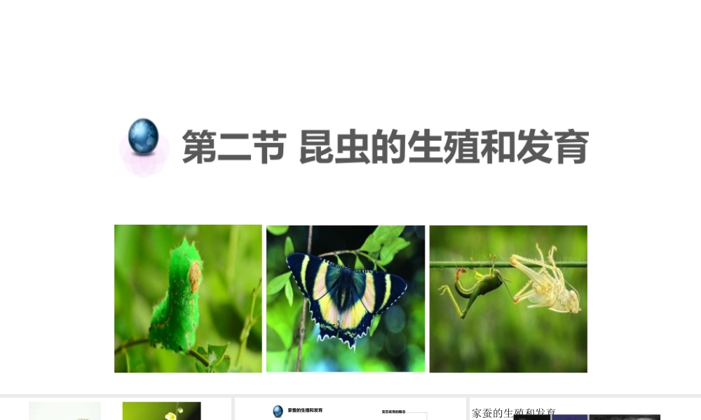八年级生物下册 7.1.2昆虫的生殖和发育课件1 （新版）新人教版-（新版）新人教版初中八年级下册生物课件