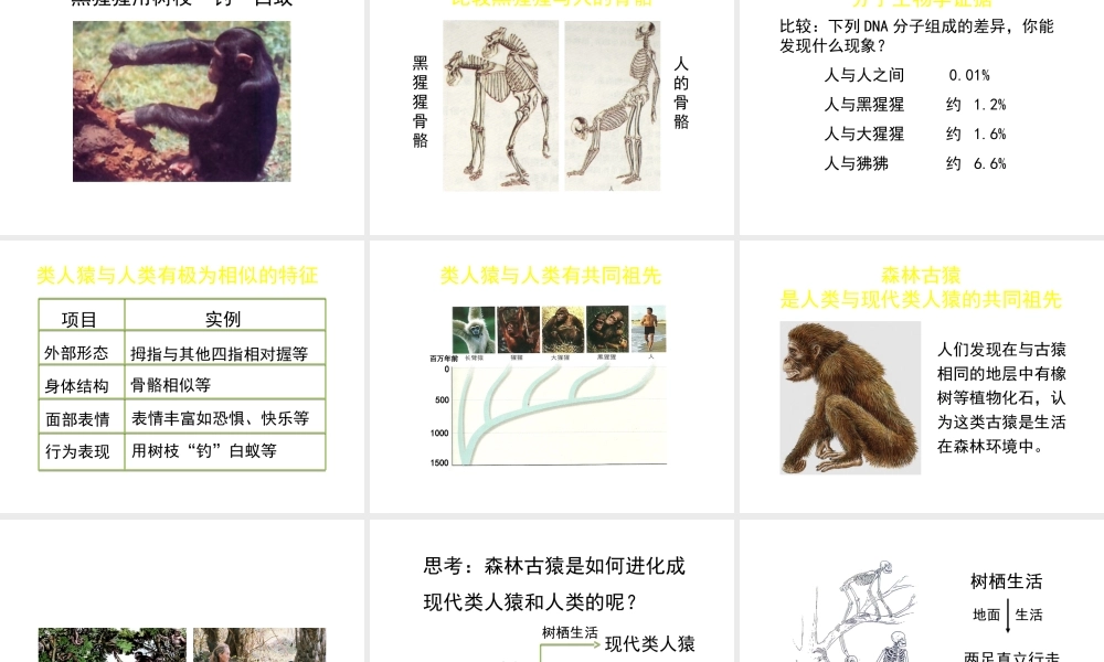 八年级生物下册 第21章 第3节 人类的起源与进化（第1课时）课件 北师大版-北师大版初中八年级下册生物课件