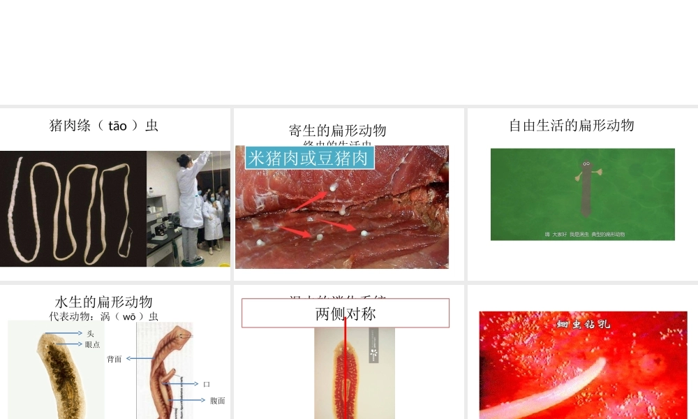 八年级生物下册 第4章 生物的类群 4.2 动物—扁形动物、线形动物课件 沪教版-沪教版初中八年级下册生物课件
