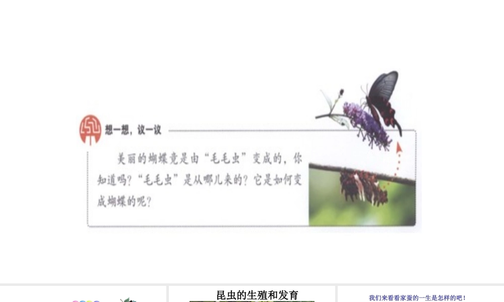 八年级生物下册 7.1.2昆虫的生殖和发育课件2 （新版）新人教版-（新版）新人教版初中八年级下册生物课件