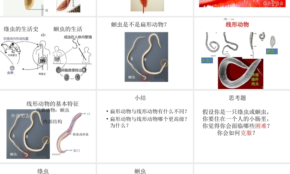 八年级生物下册 第4章 生物的类群 4.2 动物-扁形动物、线形动物课件 沪教版-沪教级下册生物课件