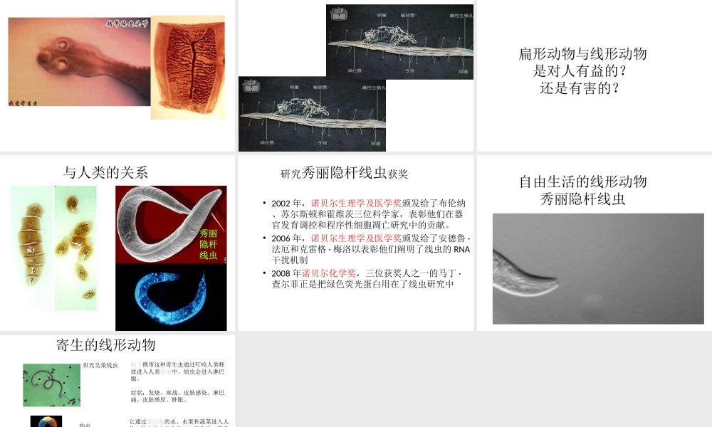 八年级生物下册 第4章 生物的类群 4.2 动物-扁形动物、线形动物课件 沪教版-沪教级下册生物课件