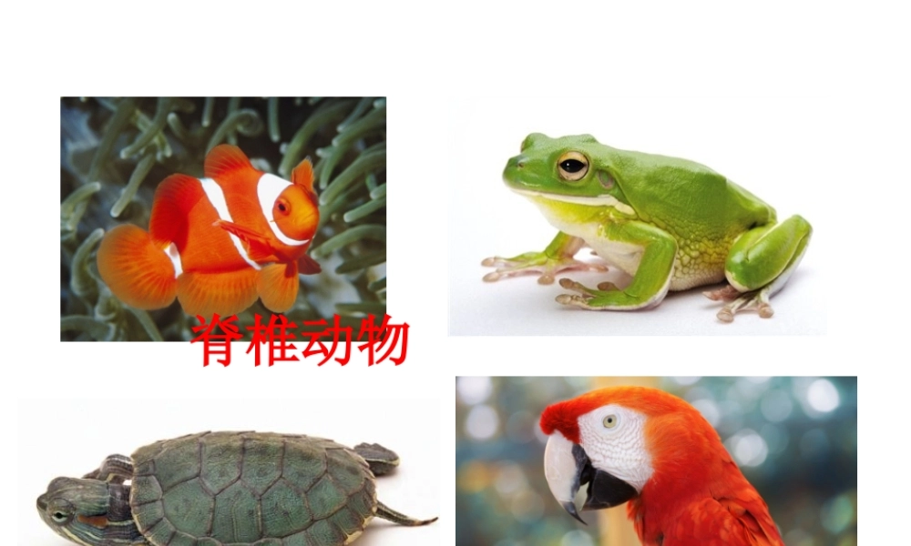 八年级生物下册 第4章 生物的类群 4.2 动物—哺乳类课件 沪教版-沪教版初中八年级下册生物课件