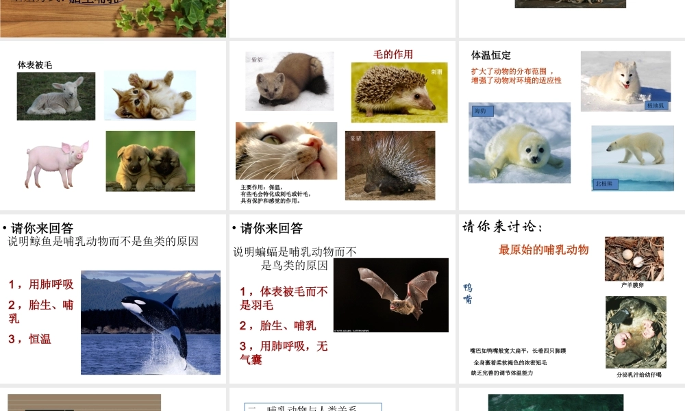 八年级生物下册 第4章 生物的类群 4.2 动物—哺乳类课件 沪教版-沪教版初中八年级下册生物课件