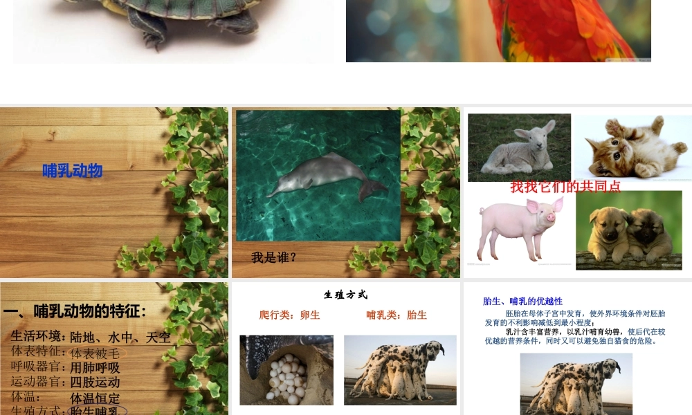 八年级生物下册 第4章 生物的类群 4.2 动物-哺乳类课件 沪教版-沪教级下册生物课件