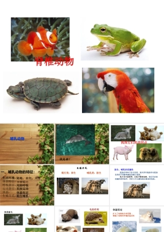 八年级生物下册 第4章 生物的类群 4.2 动物-哺乳类课件 沪教版-沪教级下册生物课件